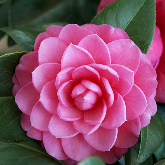 贝拉玫瑰茶花盆栽山茶花树花苗室内室外庭院四季浓香花卉观a欧洲