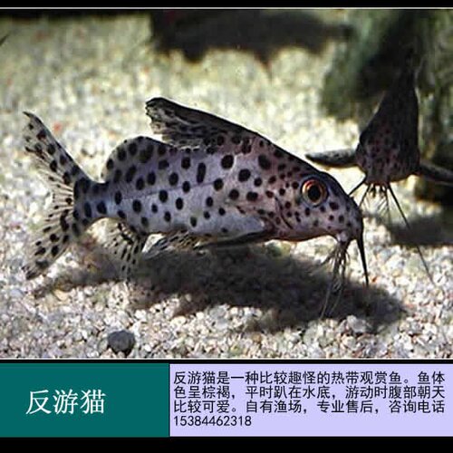 清道夫垃圾鱼淡水小型价格_清道夫垃圾鱼淡水小型图片- 星期三