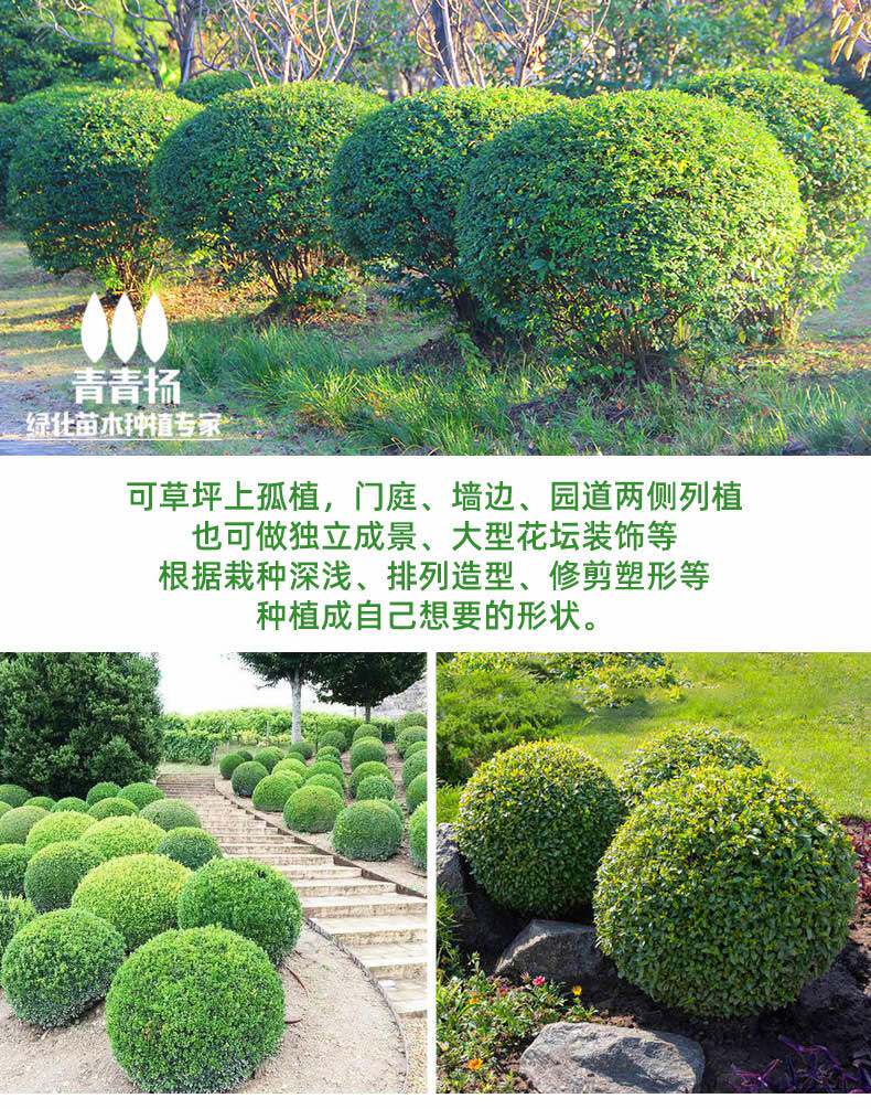 大叶黄杨球树苗庭院绿化带冬青球形小叶女贞瓜子金森园林工程苗木