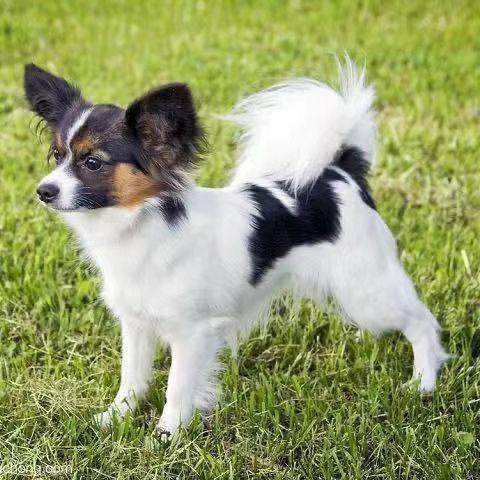 蝴蝶犬幼犬真狗小型犬学生版狮子犬西施犬白花活物网红宠物狗活体