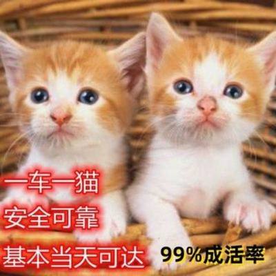 猫咪活体幼崽小田园物家