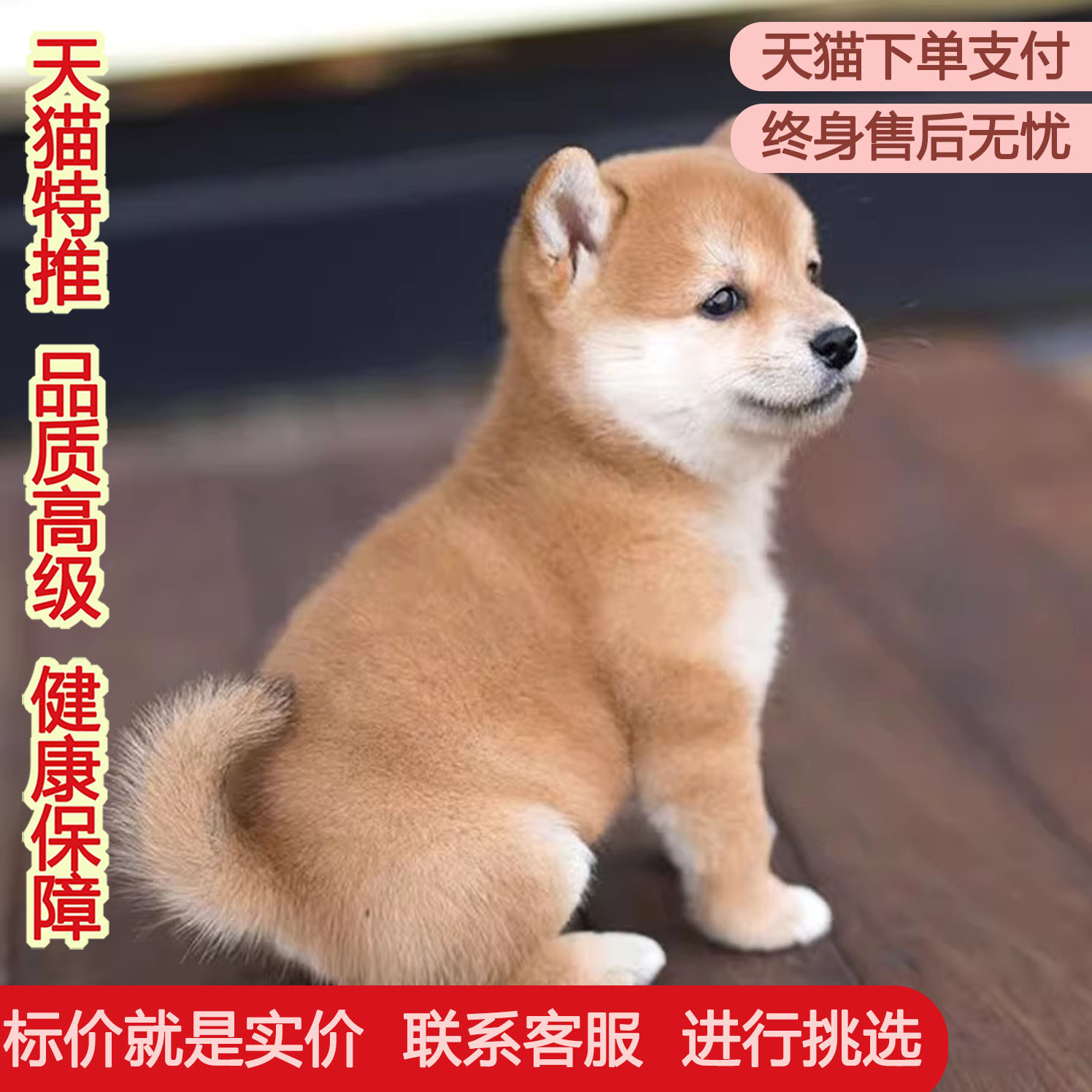纯种柴犬幼活体崽日本豆秋田中小