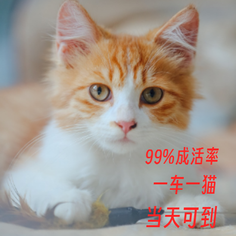 橘猫活体猫咪活幼体田园猫活物小猫咪活物土猫家养家猫幼猫橘猫 宠物/宠物食品及用品 猫咪 原图主图