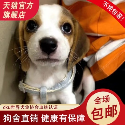 米格鲁幼犬纯种小型犬猎犬大耳朵巴吉度猎兔犬短毛宠物狗狗比格犬