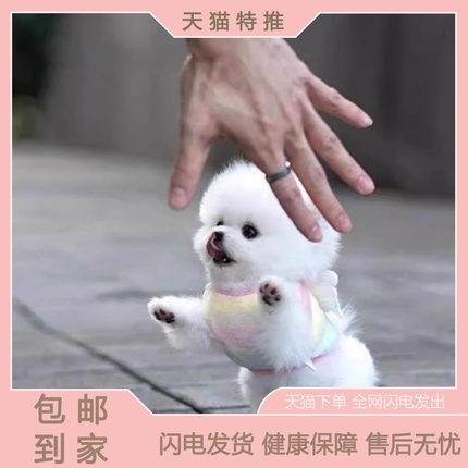 纯种博美幼犬真狗双血统正品犬网红小型犬便宜超萌狗狗精品幼体狗