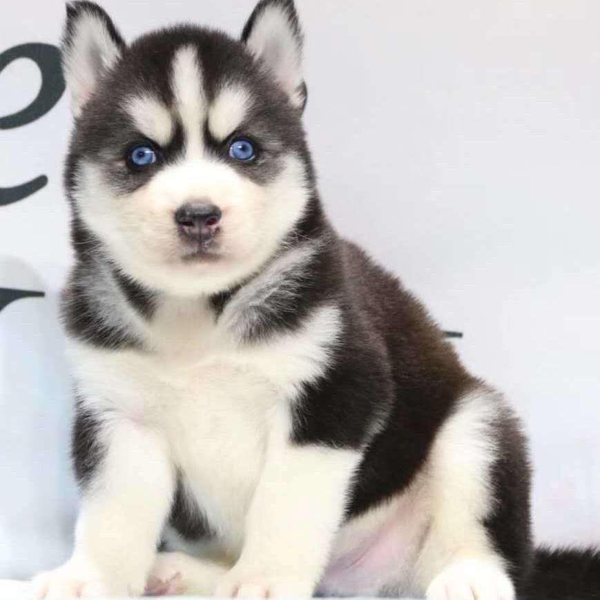 哈士奇幼犬二哈活体狗帅气精品狗虎头幼崽看家可爱陪伴超萌狗活物