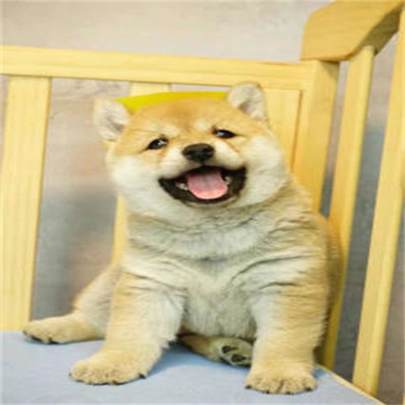 纯种柴犬幼犬活物白色柴狗活的黑色豆柴日本柴犬宠物狗短毛胡麻柴