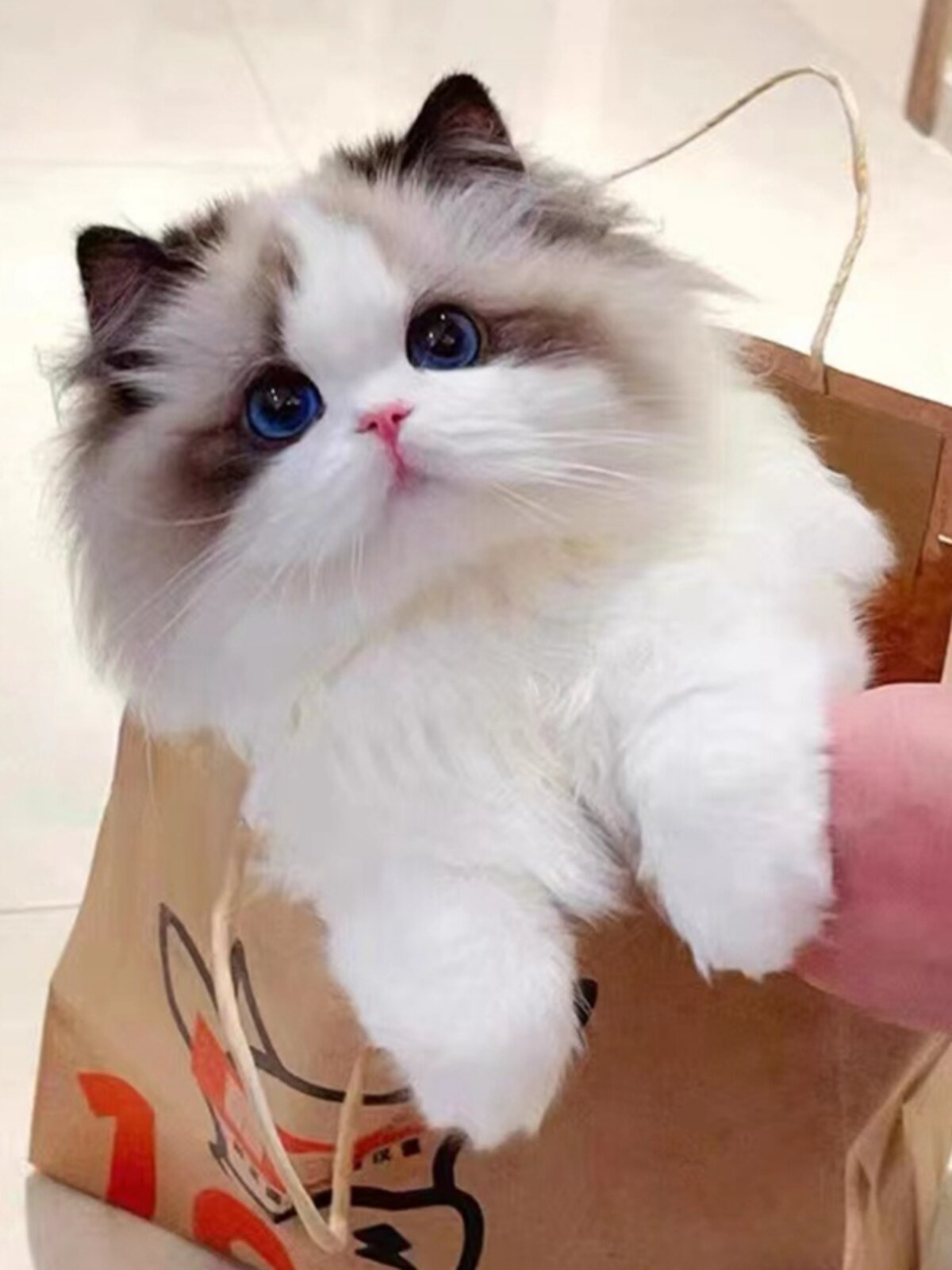 布偶猫幼猫海双布偶猫蓝双重点色猫咪活物波斯系仙女猫宠物猫幼崽