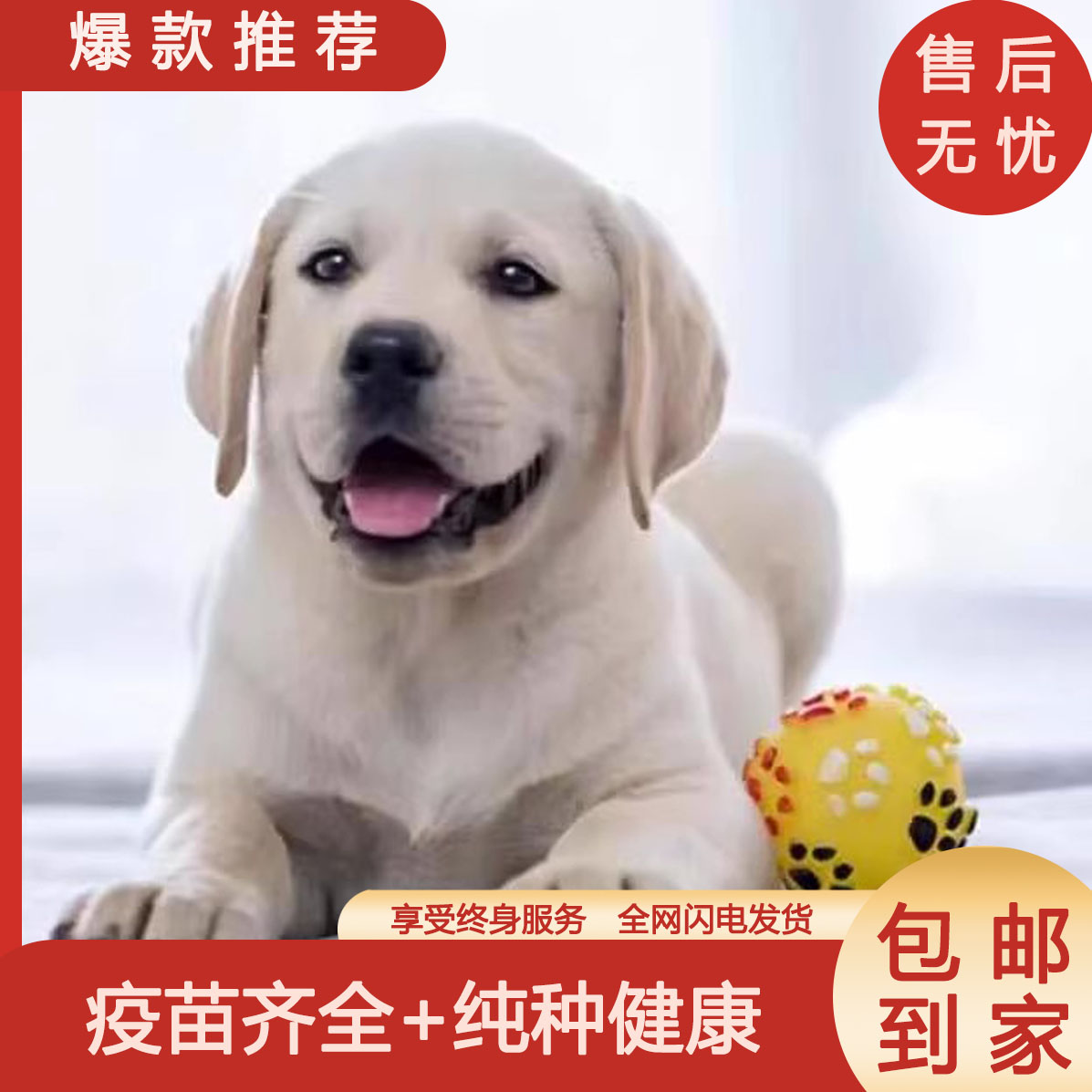 拉布多幼犬纯种导盲神小