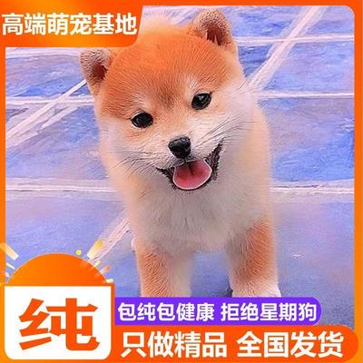 柴犬幼犬纯种宠物狗狗日本豆柴幼犬双血统赤色柴犬中小型秋田短毛