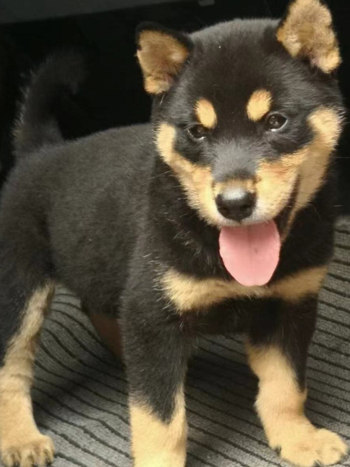 混血四眼小黑狗活物铁包金四眼看家护院好养霸气狗狗中华田园幼犬