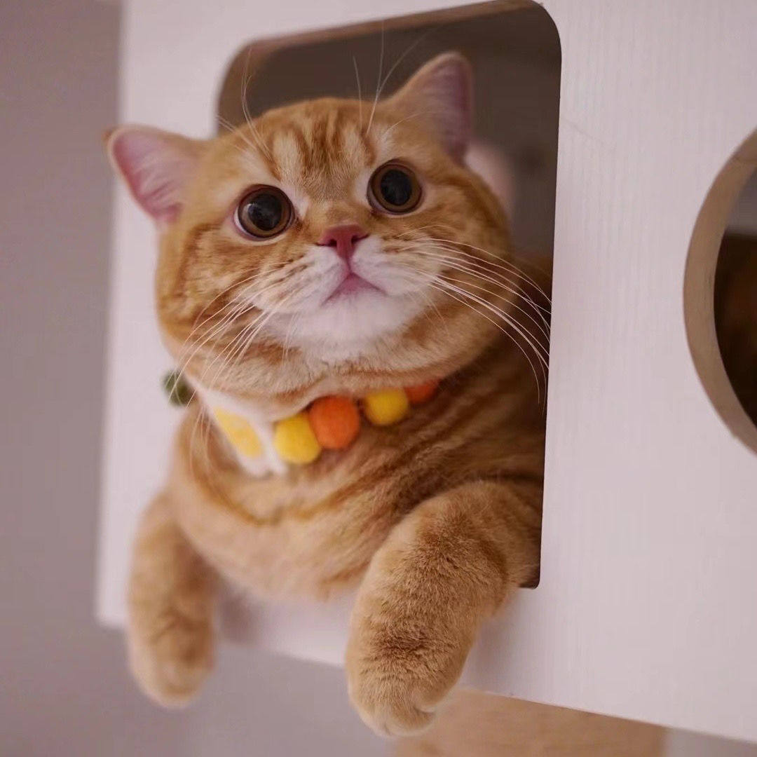 猫咪中华田园猫橘猫狸猫狸白猫橘白猫蓝白猫家猫三花猫便宜爱心猫