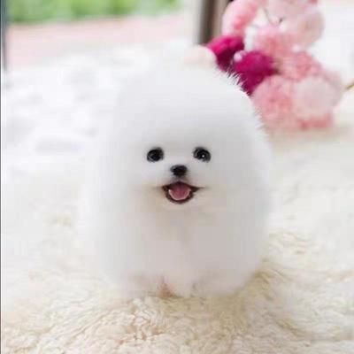 博美幼犬小纯白帅气袖珍长不大体宠物狗小型犬萌宠狗便宜家养狗狗