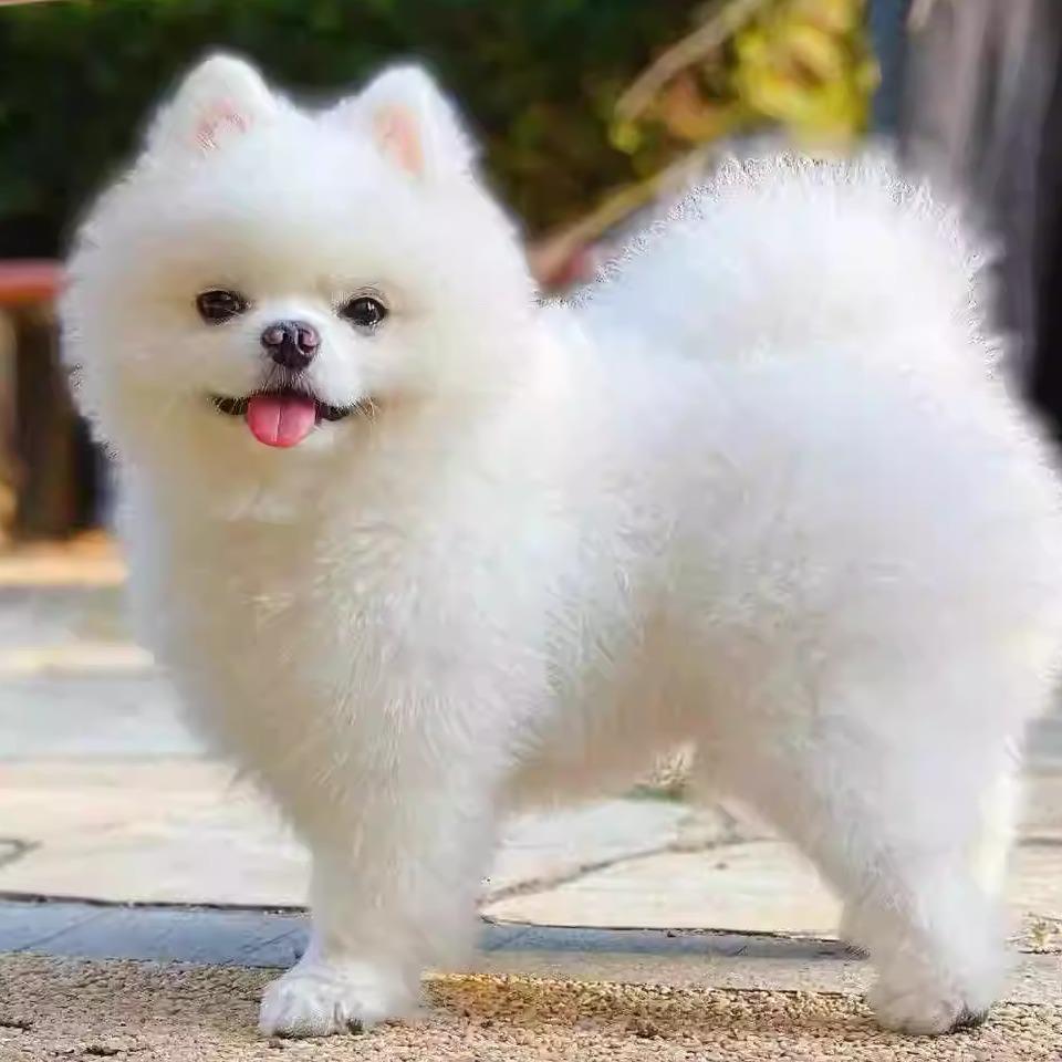 博美幼犬学生版小型犬纯白包邮长不大听话小狗活物活泼黄色网红狗