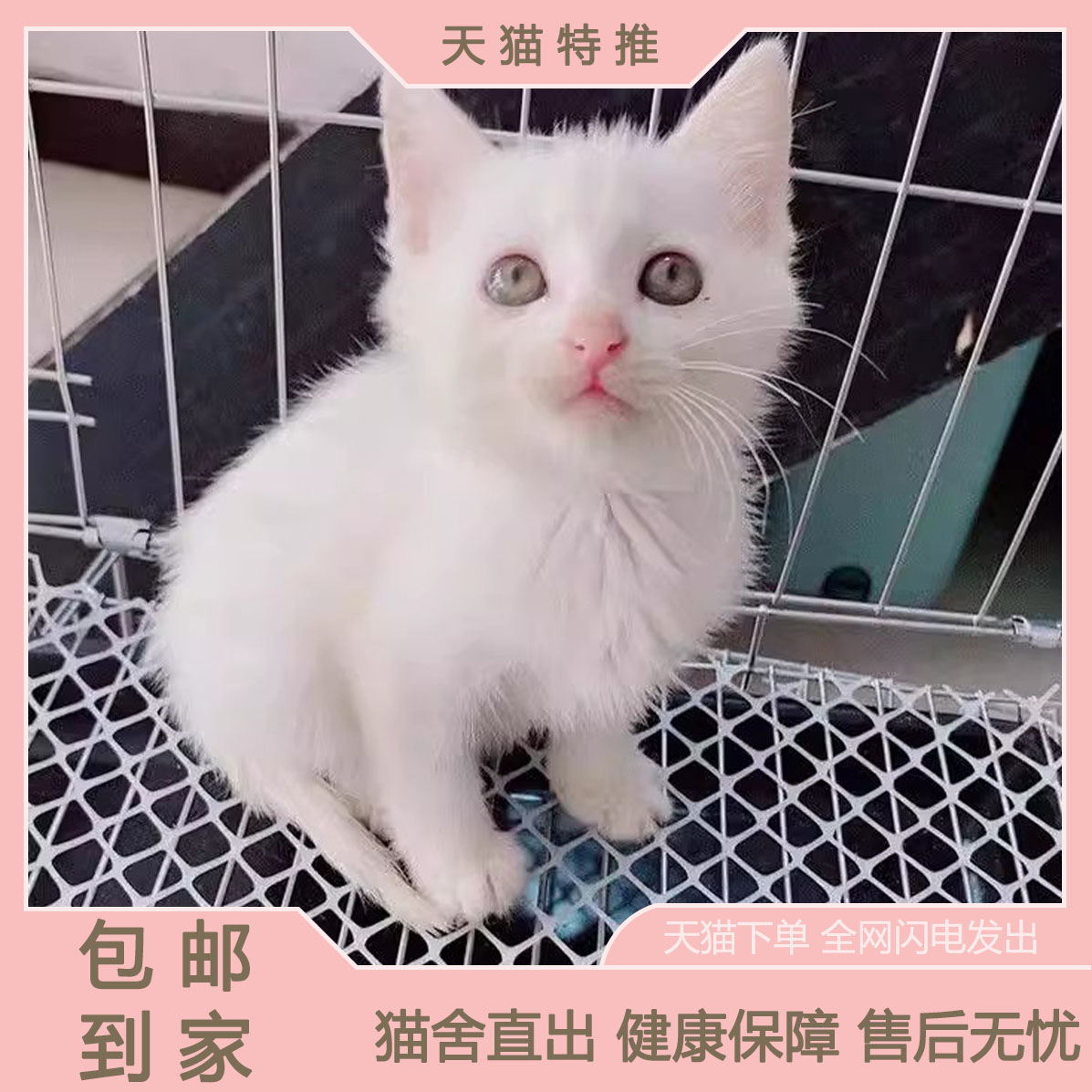 中华田园猫超小网红纯种