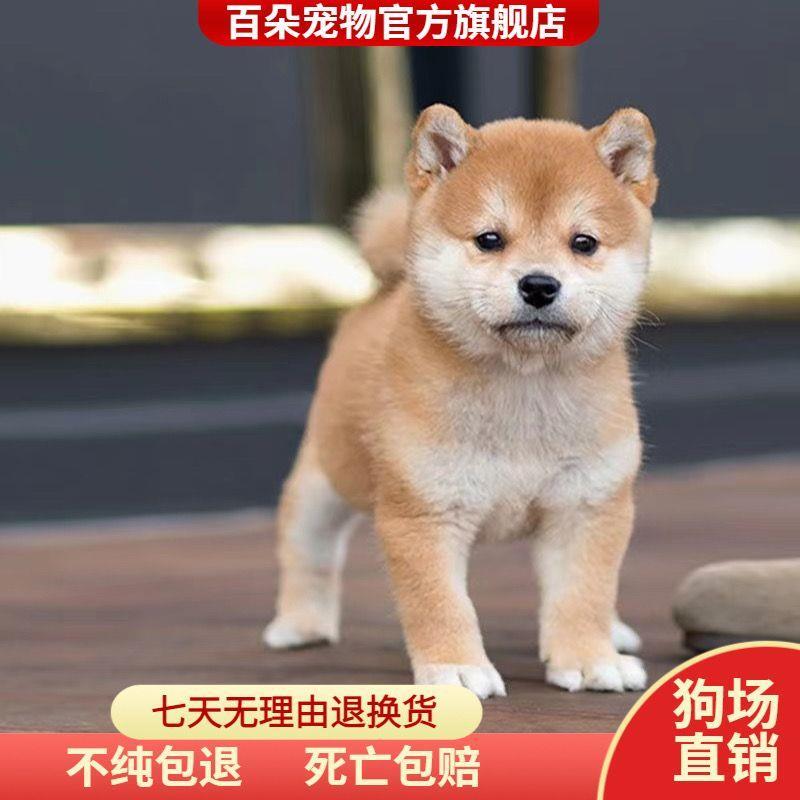 纯种柴犬幼犬赤柴黑色豆柴幼崽日本柴犬双血统秋田犬小型犬宠物狗