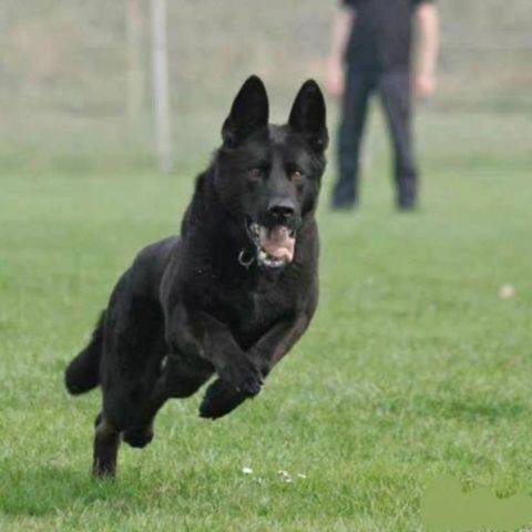 黑狼幼犬大型中华田园犬狗狗活物家养墨界黑狼真狗幼崽黑狼犬活体