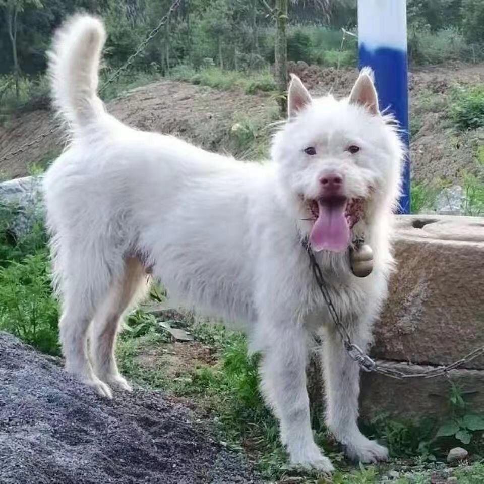 下司犬幼犬广西赶山犬猛犬网红看家剑尾狗猎犬捕猎凯里狗狗狩猎狗