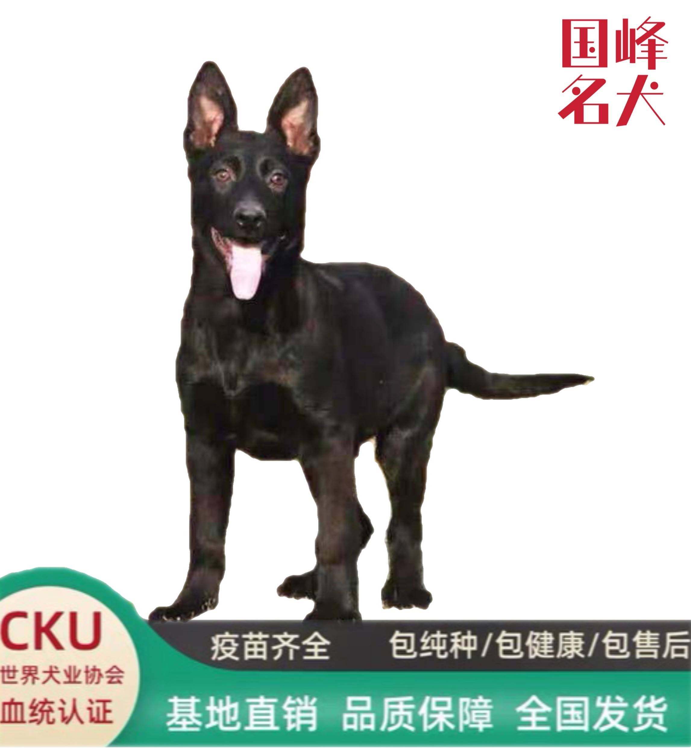 双血统东德牧羊犬犬幼犬警犬马犬黑狼犬纯黑东德幼犬德牧幼犬活体