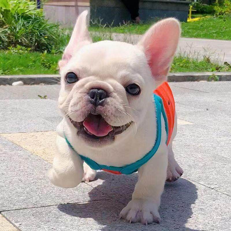 纯种法斗幼犬法国斗牛犬双血统活物法牛犬奶油色蓝色可爱小型犬狗