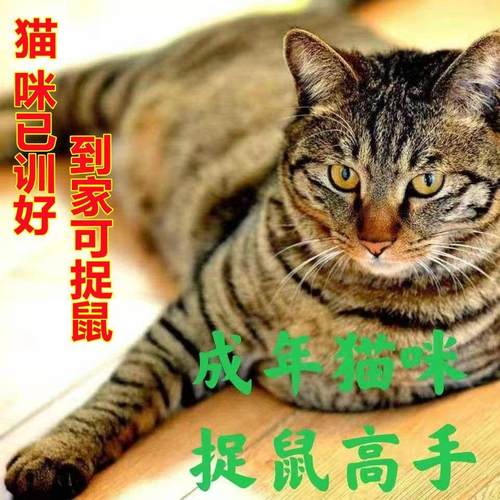 猫咪活物抓老鼠猫捉老鼠中华田园猫农村土猫网红橘猫大肥猫三花猫