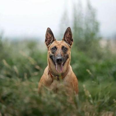 马犬幼犬现货黑马护院看护好养活护卫犬警犬黄马幼崽活物看家包活
