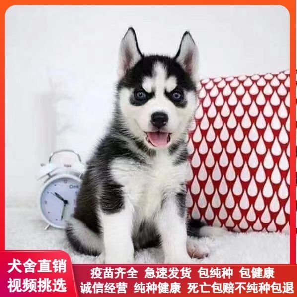 哈士奇幼犬雪橇三傻哈士奇幼宠二哈真狗哈士奇幼崽三火蓝眼雪橇犬
