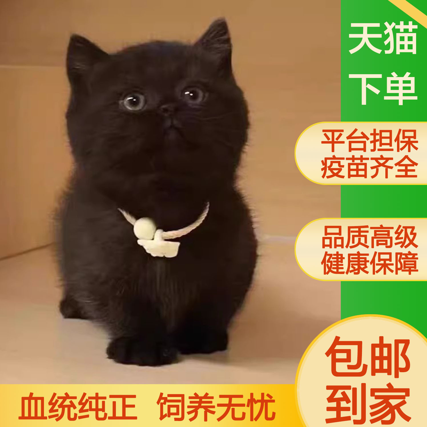 中华田园猫梨花小咪抓老