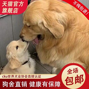 金毛幼犬纯种CKU赛级犬舍护照可爱双血统大骨架家养宠物金毛 正品
