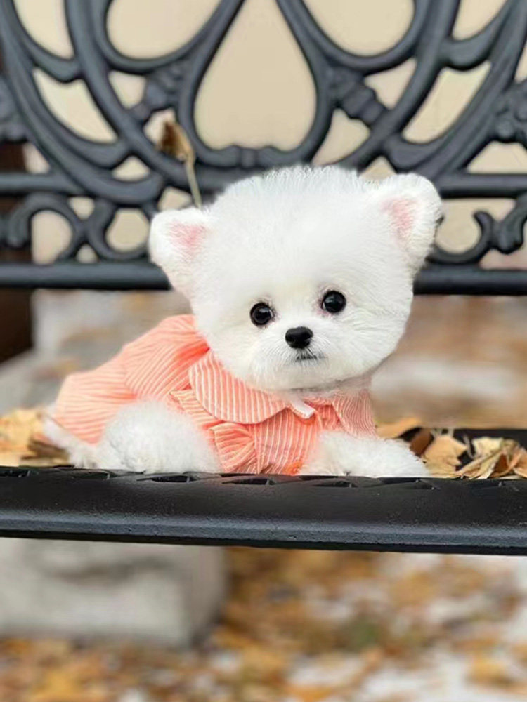 小体比熊犬幼犬纯种韩系飞耳骑士长不大茶杯犬赛级活体宠物狗幼崽