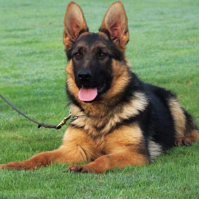 德国牧羊犬德牧幼犬领头羊短毛德牧活体小狼狗狗狗活物狼犬长毛