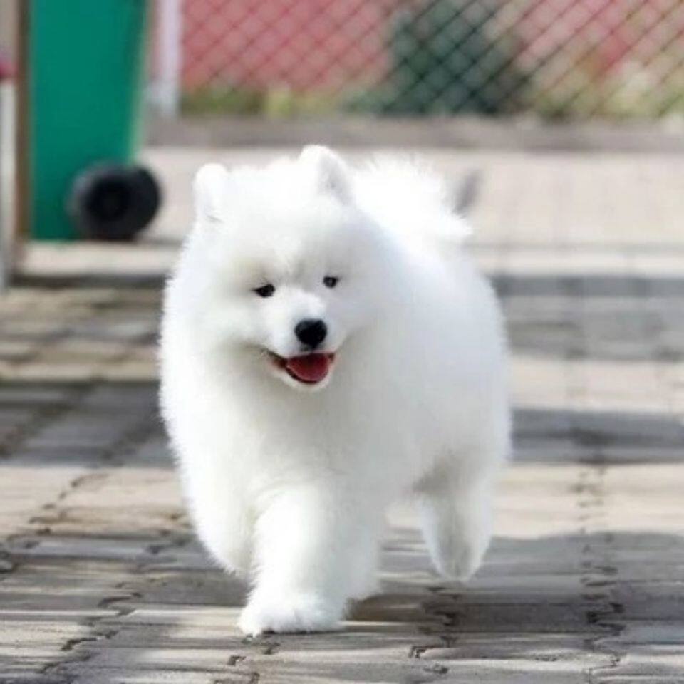 纯种萨摩耶幼犬活体微笑天使萨摩耶白色大白熊宠物中大型雪橇犬