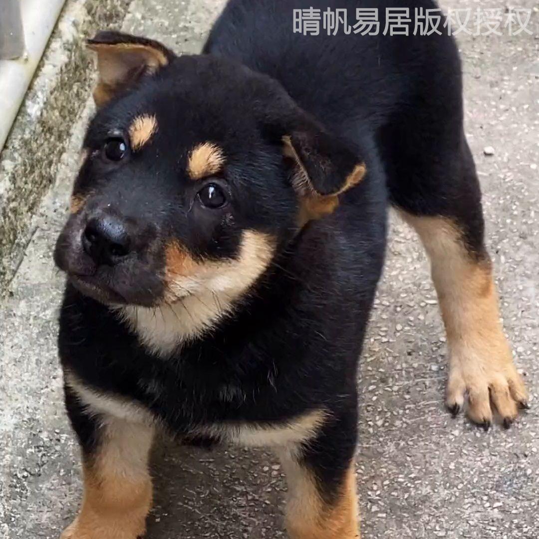 黄狗中华田园犬农村土狗四眼铁包金看家护院养殖肉狗广西土猎幼犬