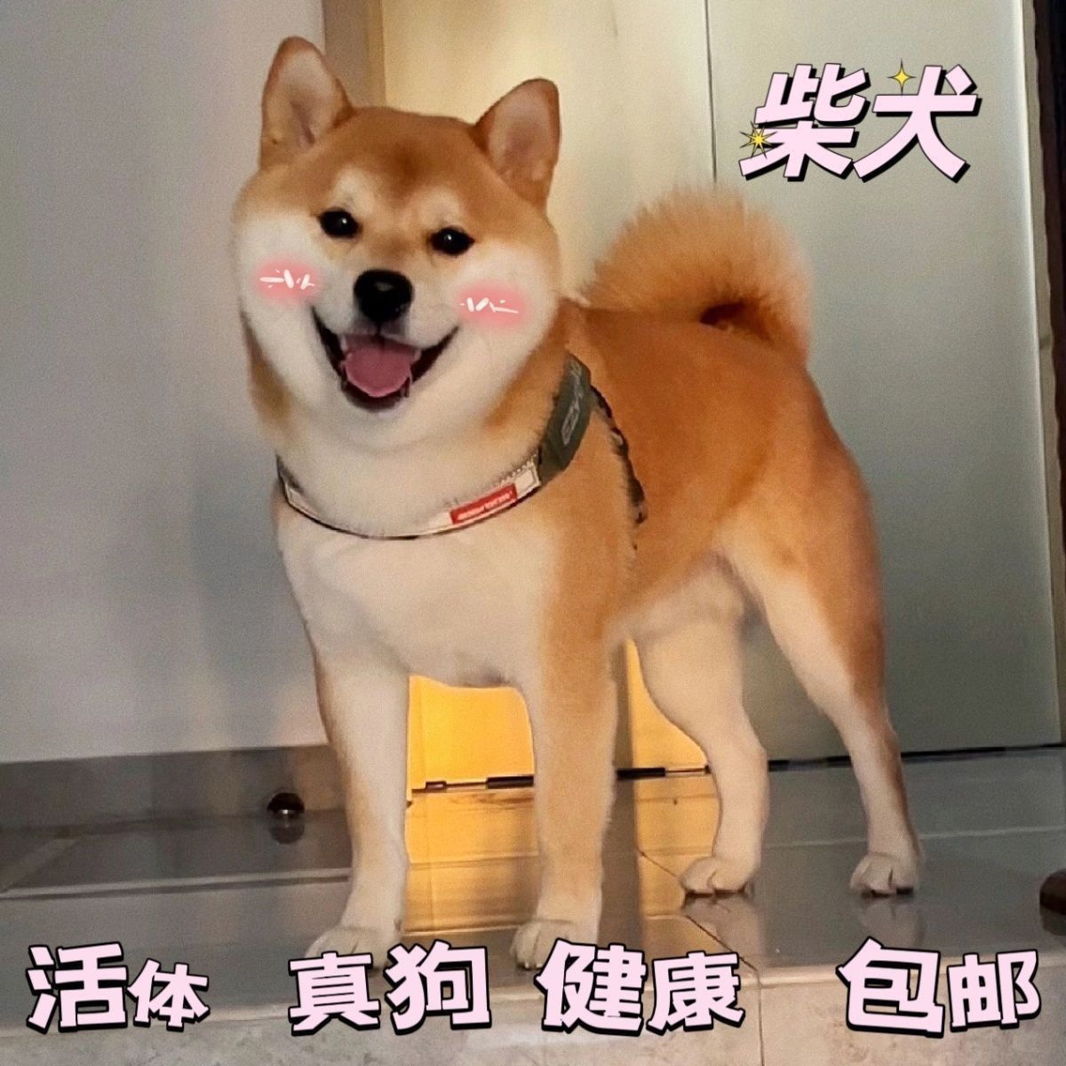 日本柴犬幼金毛崽德牧活