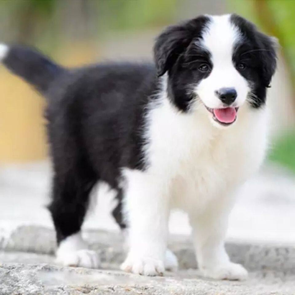 混血非纯种边境牧羊犬幼犬高智商可爱棕色边牧黑白看家家养宠物狗
