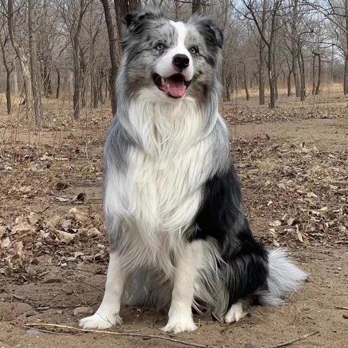 边牧幼犬幼宠便宜三通真狗中型犬警犬边境牧羊犬狗狗家养活体放羊