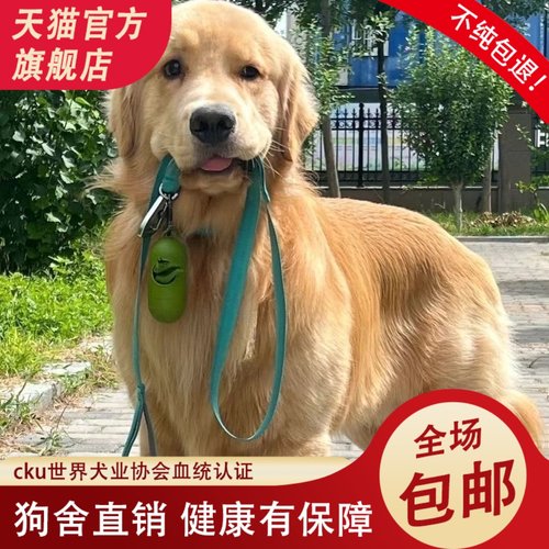 CKU犬舍高端纯种双血统金毛幼犬活体金毛犬家养大骨架宠物狗活体
