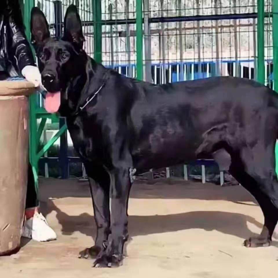 大型中华黑狼犬幼犬纯黑全黑狗看家护院黑狼狗幼犬不掉毛活体狗狗