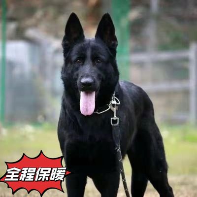 混血大型霸气牧羊犬狗黑狗狗活的看家护院警犬护卫放羊短毛二个月