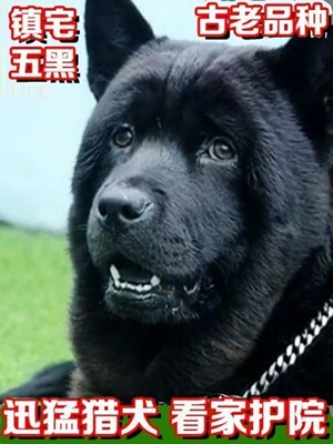 五黑犬黑狗虎头金田园犬中华正宗混血纯黑广西土猎犬4眼狗短毛黑