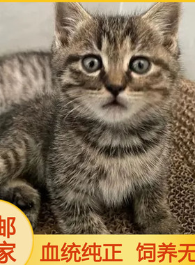 中华田园猫三花猫抓老鼠小猫超小小奶猫家猫白橘猫纯种猫幼崽活的