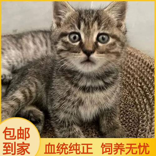 中华田园猫三花抓老鼠小