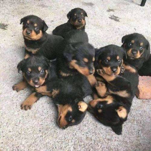 四眼小黑狗铁包金田园犬幼崽正宗四眼土狗广西土猎犬纯种罗威纳狗