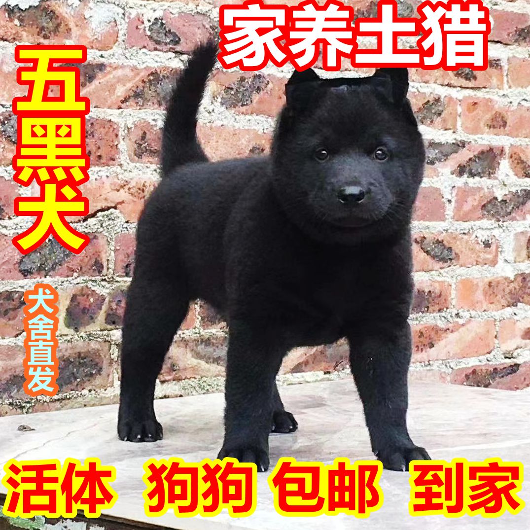 广西五黑犬中华田园犬土猎犬赶山犬幼犬狗崽狗狗活体黄色土狗混血