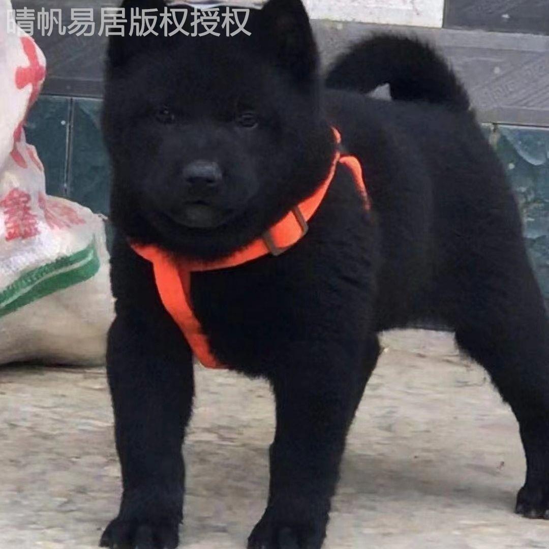 五黑犬活体广西土猎犬赶山犬纯黑土狗活物狩猎犬大骨架小黑狗短毛