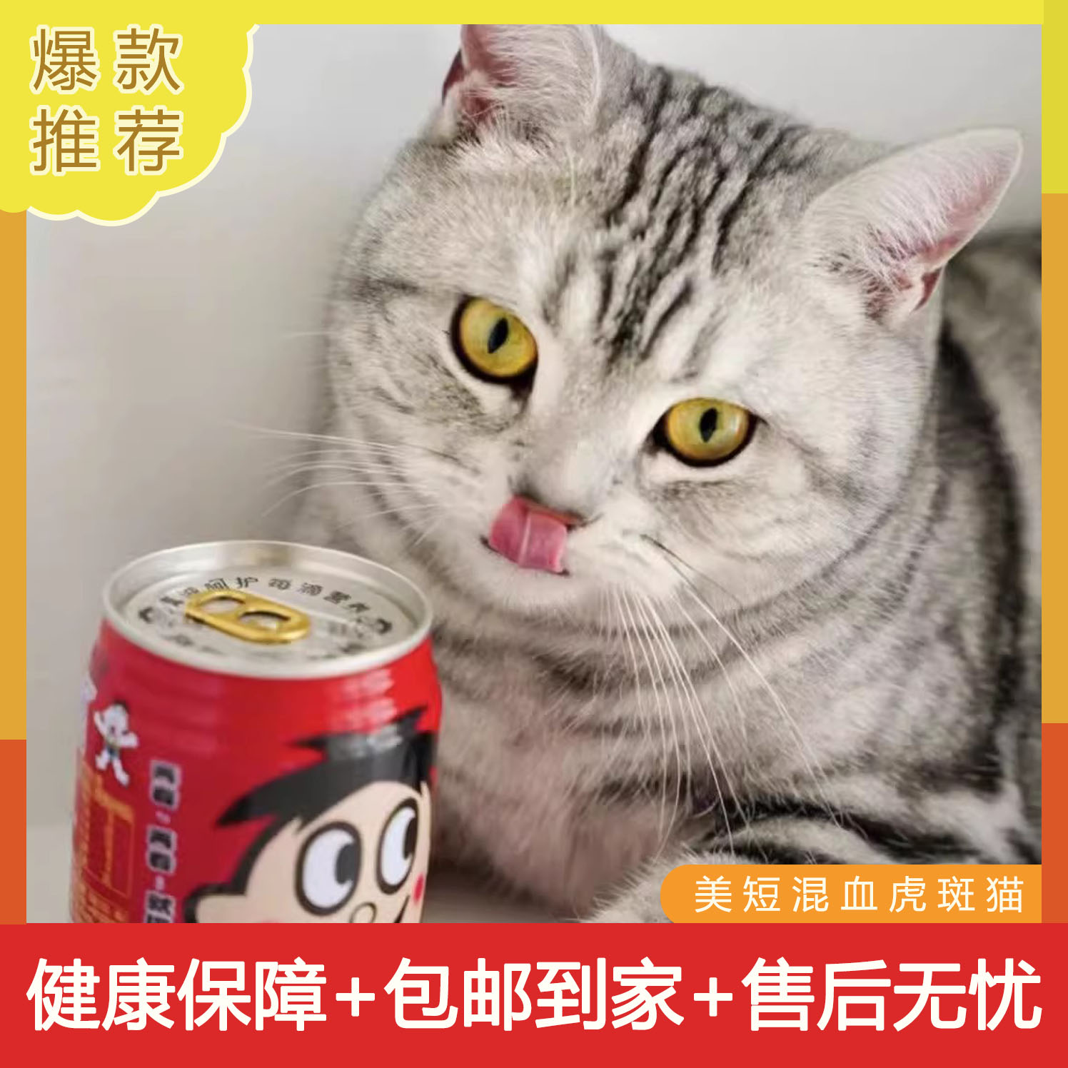 美短虎斑猫混血不掉毛好