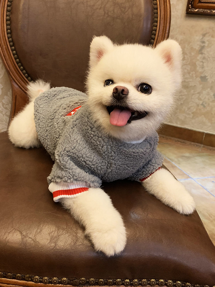 纯种俊介犬幼犬哈多利博美犬小体型长不大白色茶杯活体宠物狗狗