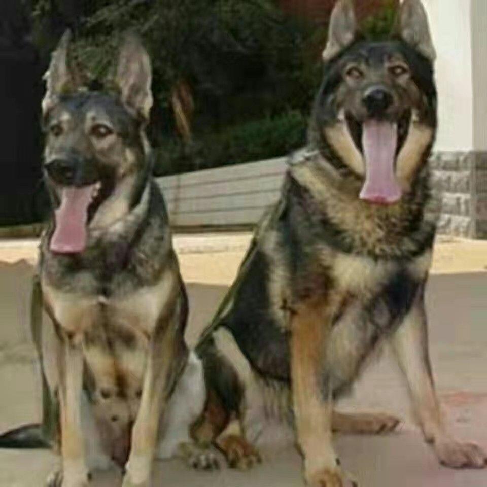 昆明犬幼犬活物看家护院护卫犬狼狗幼崽警犬大型犬护卫犬家养活体