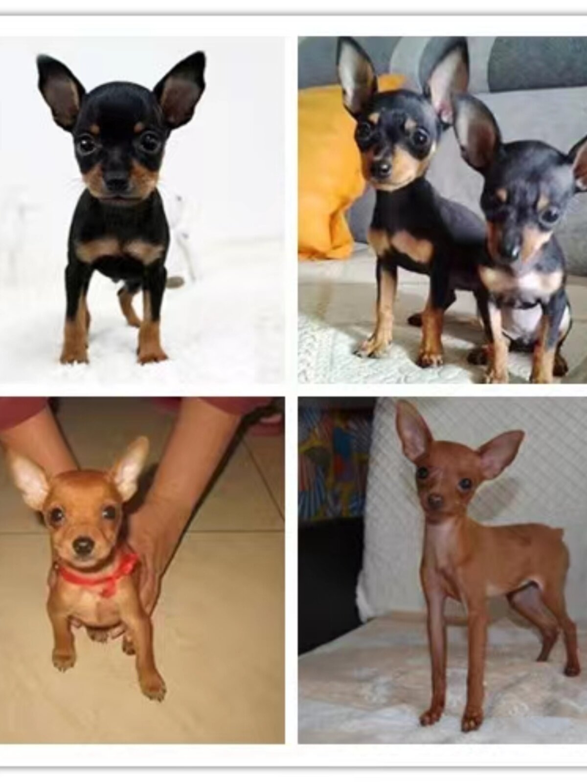 纯种小鹿犬幼犬短毛铁包金短毛小鹿狗迷你短毛吉娃娃活体宠物狗狗