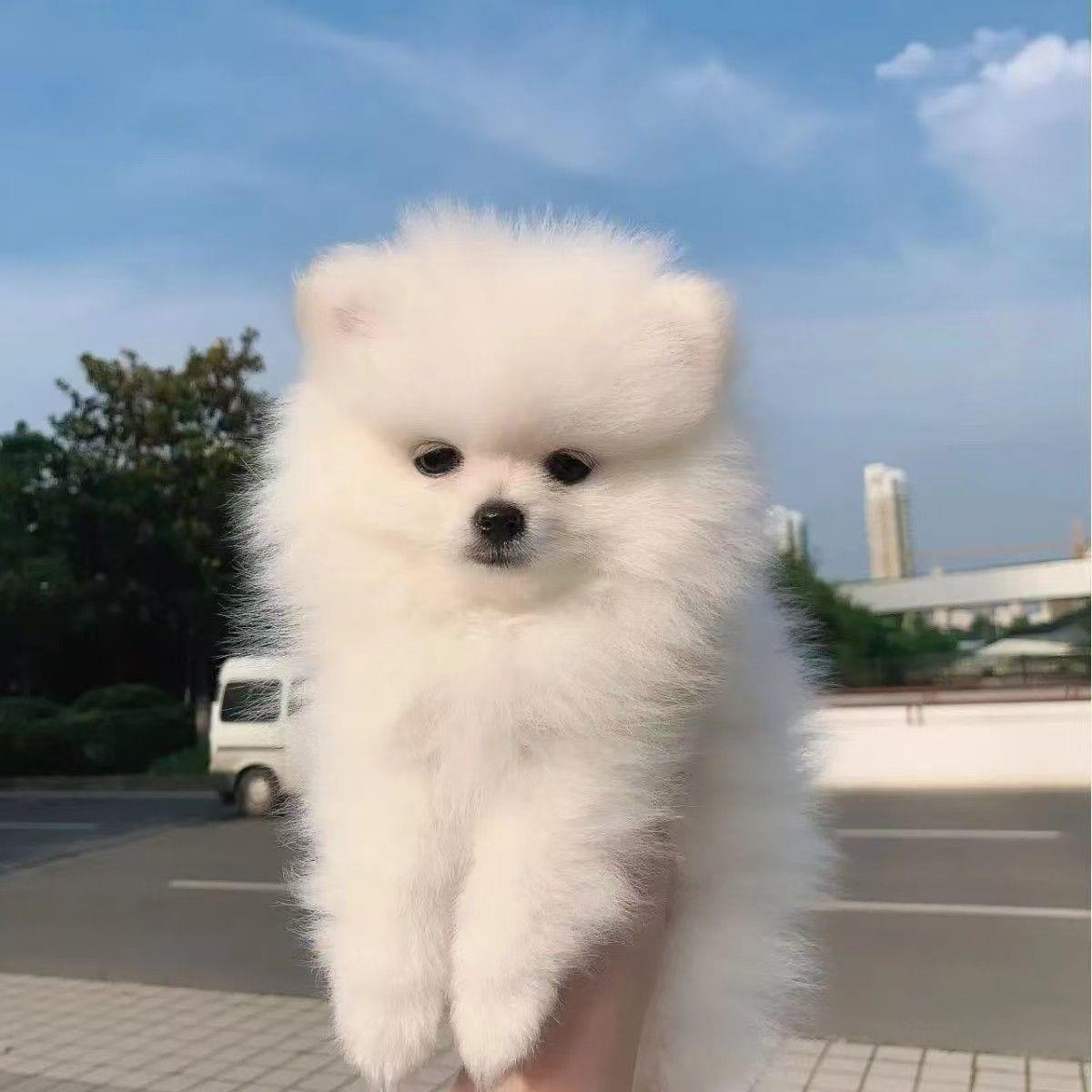 博美幼犬听话便宜帅气黄色狗狗真狗聪明茶杯犬活物小体网红纯白狗